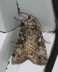 Anaplectoides prasina