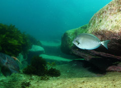 Prionurus microlepidotus