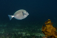 Prionurus microlepidotus