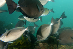 Prionurus microlepidotus