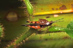 Xiphiola cyanoptera