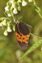Melinaea marsaeus mothone
