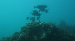 Prionurus microlepidotus