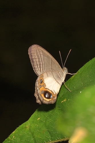 Splendeuptychia itonis