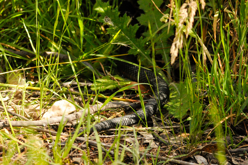 Red-bellied Black Snake sighting