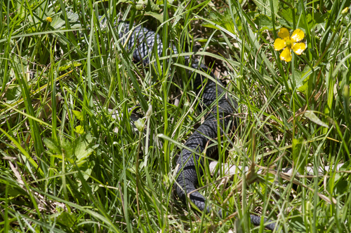 Red-bellied Black Snake sighting