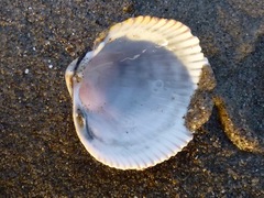 Dallocardia quadragenaria