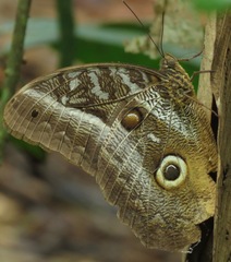 Caligo idomeneus