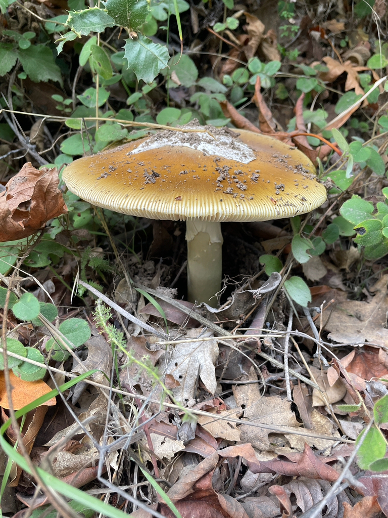 Amanita calyptroderma · November 2025 · photo: © ethologist (iNaturalist, cc-by)