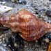 Dim Rocksnail - Photo (c) dlbowls, some rights reserved (CC BY-NC), uploaded by dlbowls