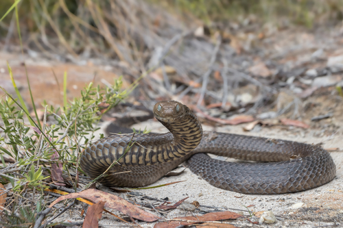 Eastern Brown Snake sighting