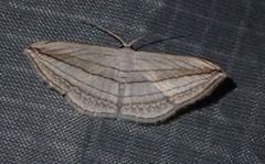 Scopula opicata