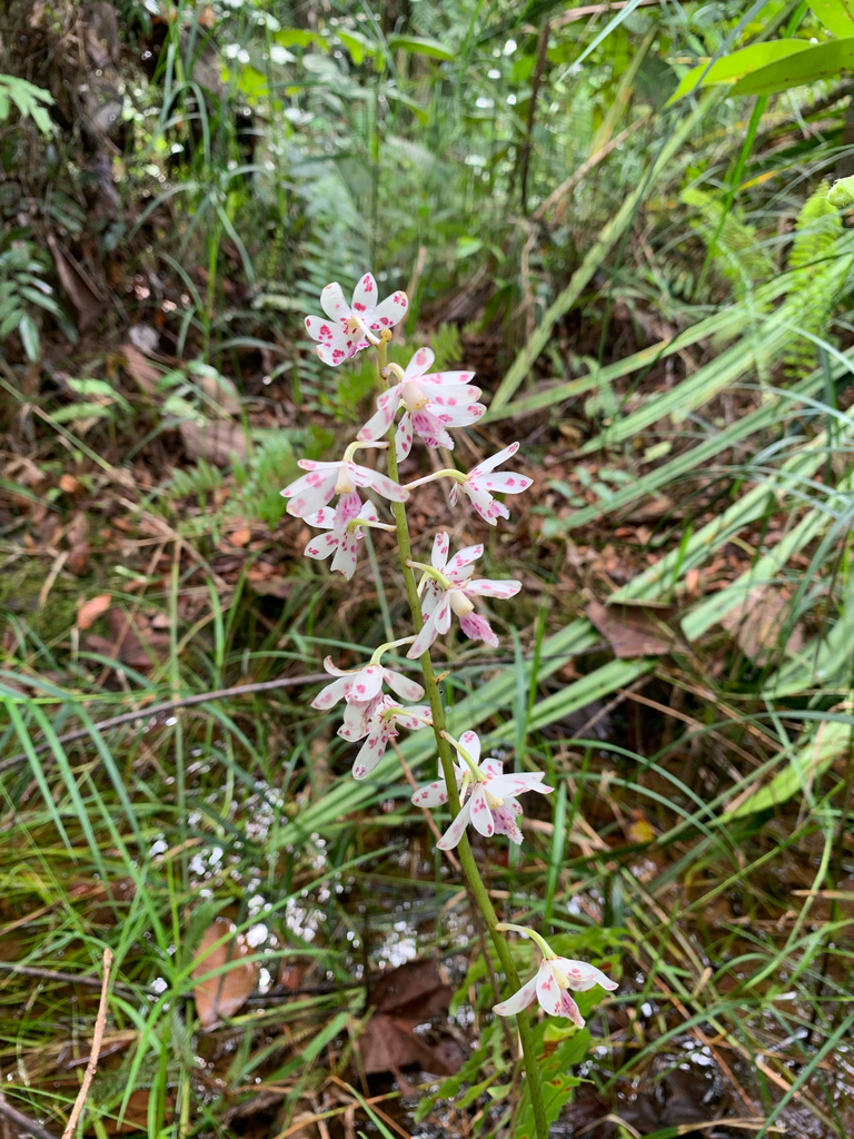 Dipodium puspitae P.O'Byrne 2