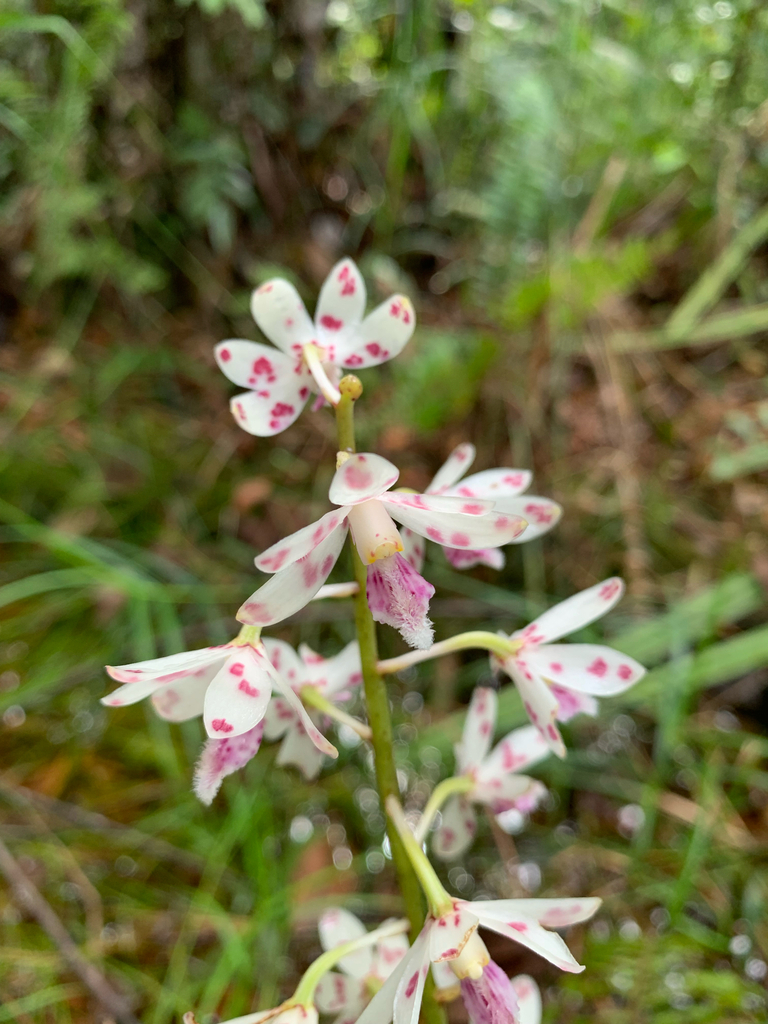 Dipodium puspitae P.O'Byrne