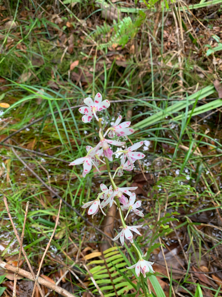 Dipodium puspitae P.O'Byrne 3