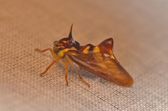 Heteronotus