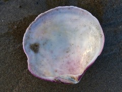 Semele decisa