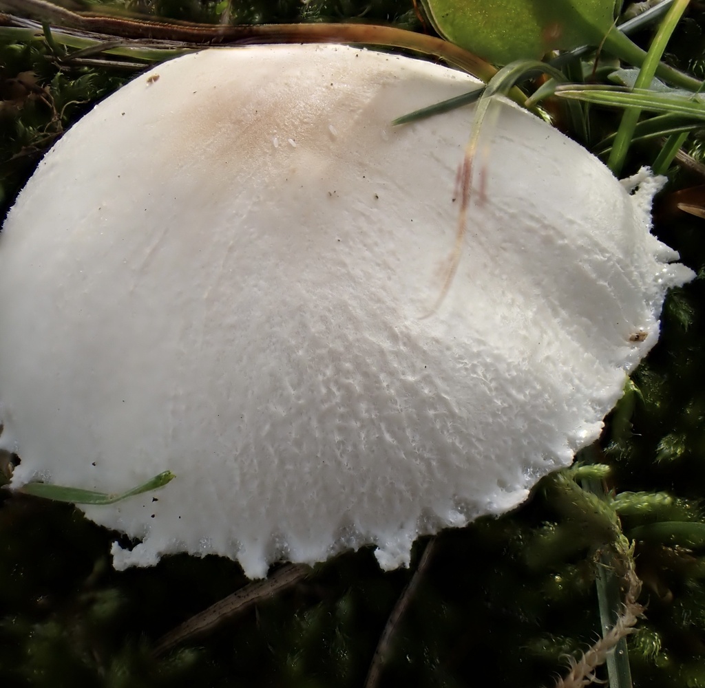 Lepiota erminea · November 2025 · photo: © jeanpaulboerekamps (iNaturalist, cc0)