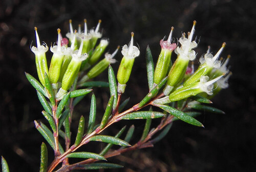 twiggy homoranthus (Homoranthus virgatus)