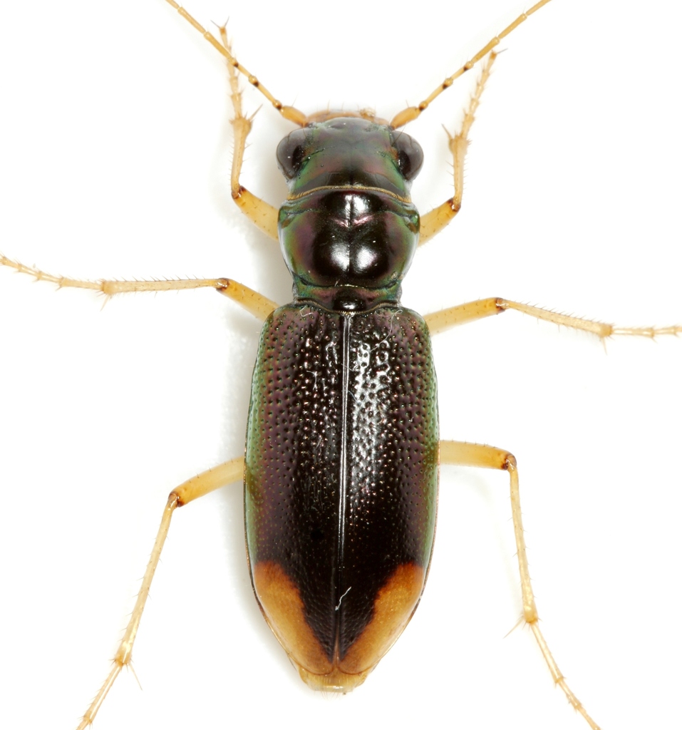 Upland Metallic Tiger Beetle