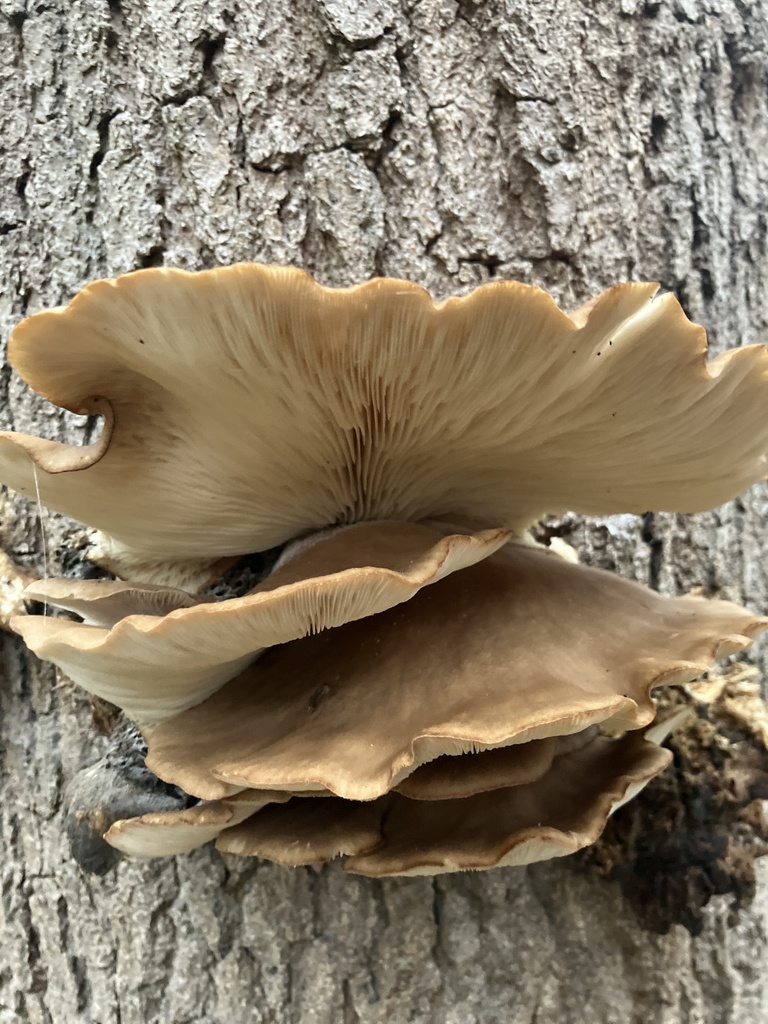 Pleurotus ostreatus · November 2025 · photo: © empressmoth (iNaturalist, cc0)