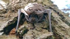 Nyctinomops macrotis