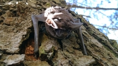 Nyctinomops macrotis