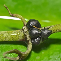 Tragopini