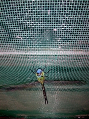Aeshnidae