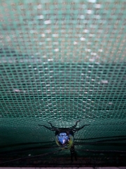 Aeshnidae