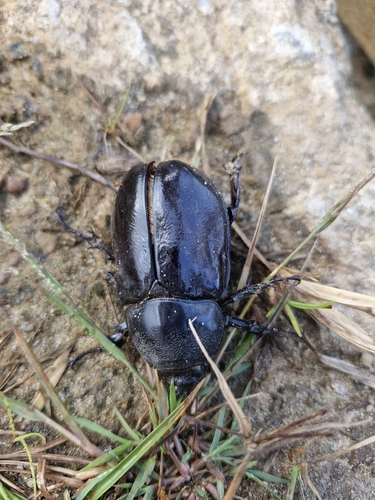 Centaurus Beetle