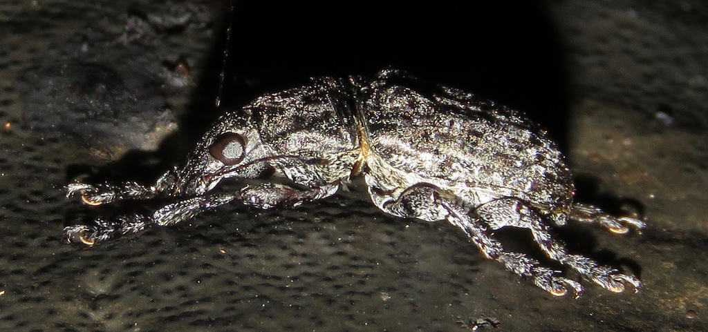 Lagopezus