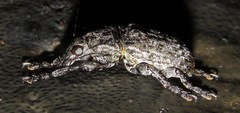 Lagopezus