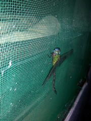 Aeshnidae