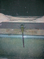 Aeshnidae