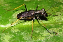 Odontocheila cayennensis