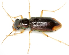 Tetracha impressa