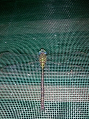 Aeshnidae