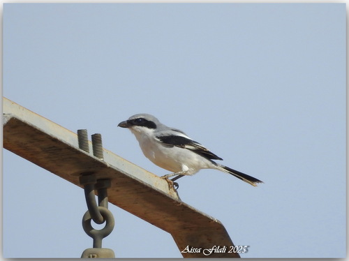 Great Grey Shrike