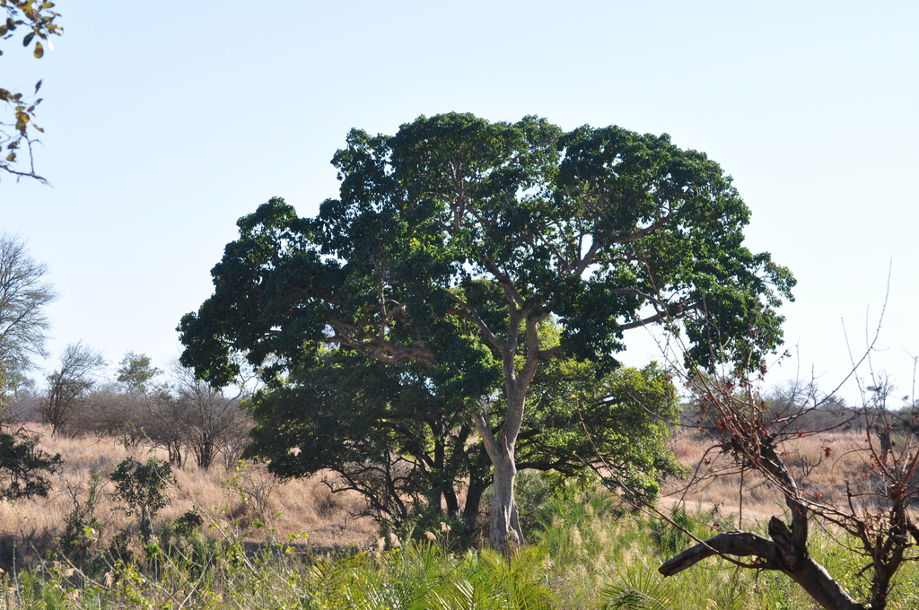 Ultimatum Tree sycamore fig from Kruger National Park, Afrique du Sud on August 02 ...