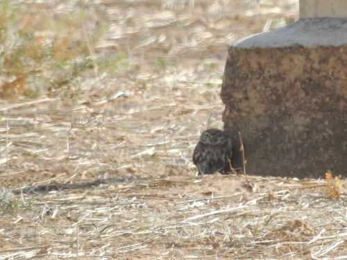 Little Owl