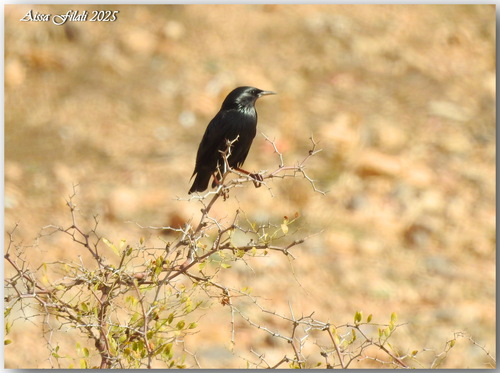 Spotless Starling