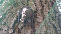 Nyctinomops macrotis