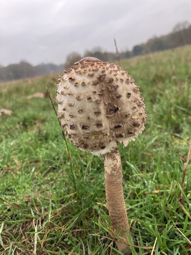 Macrolepiota procera · November 2025 · photo: © empressmoth (iNaturalist, cc0)