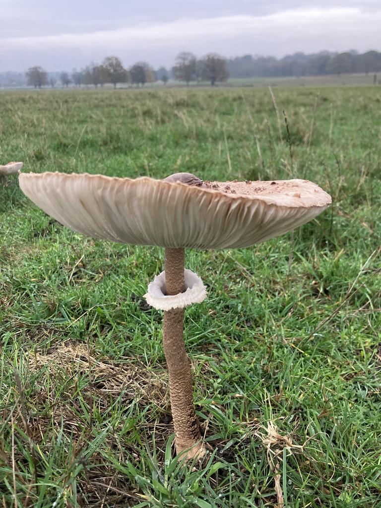 Macrolepiota procera · November 2025 · photo: © empressmoth (iNaturalist, cc0)