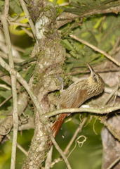 Xiphorhynchus fuscus