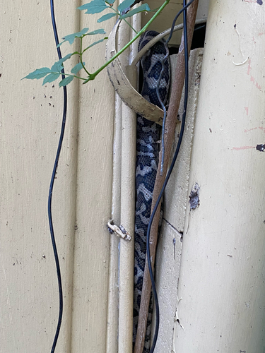 Coastal Carpet Python sighting