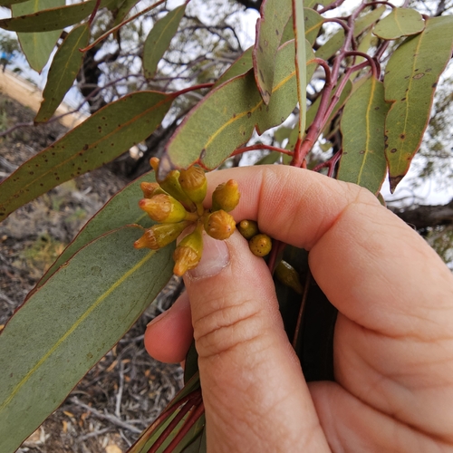 Eucalyptus striaticalyx, 2025-11-10