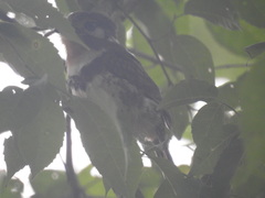 Hypnelus ruficollis