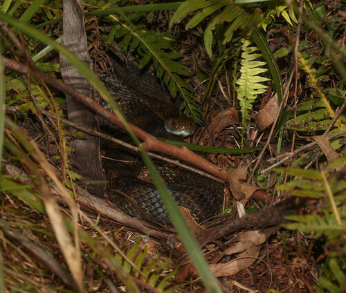Tiger Snake sighting